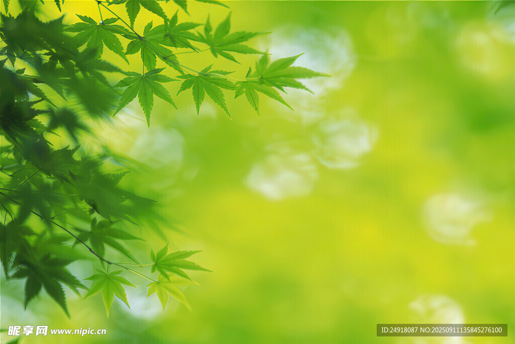 清新绿叶 自然绿意盎然