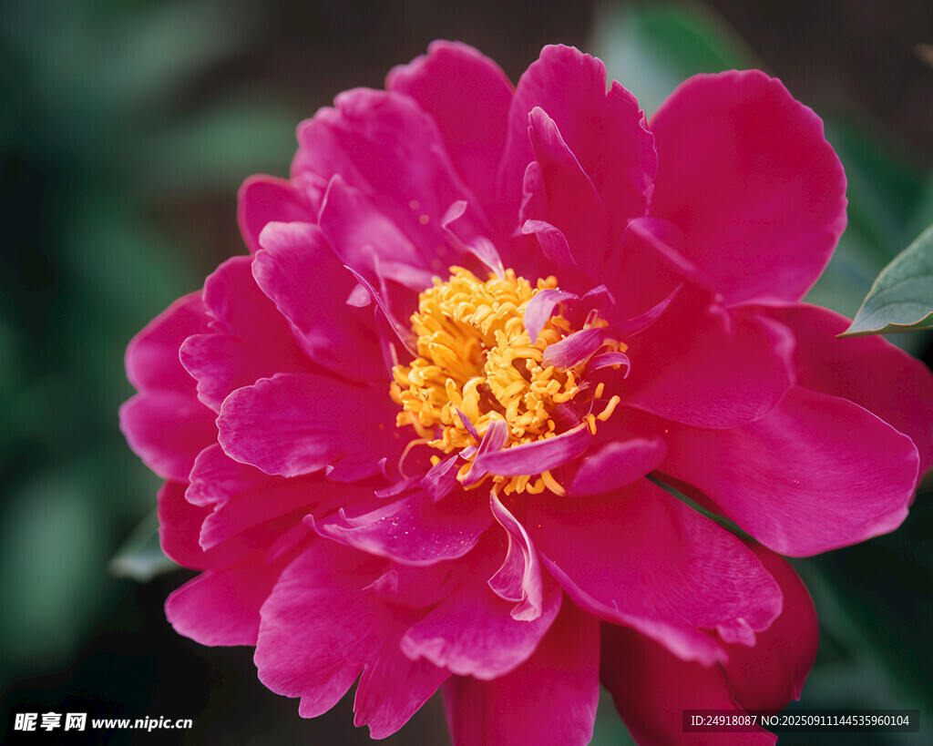 艳丽芍药花特写
