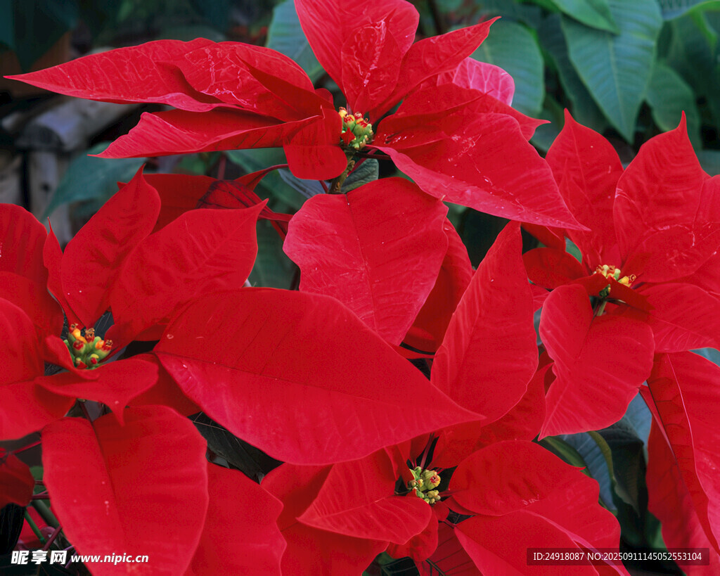 鲜艳一品红绽放