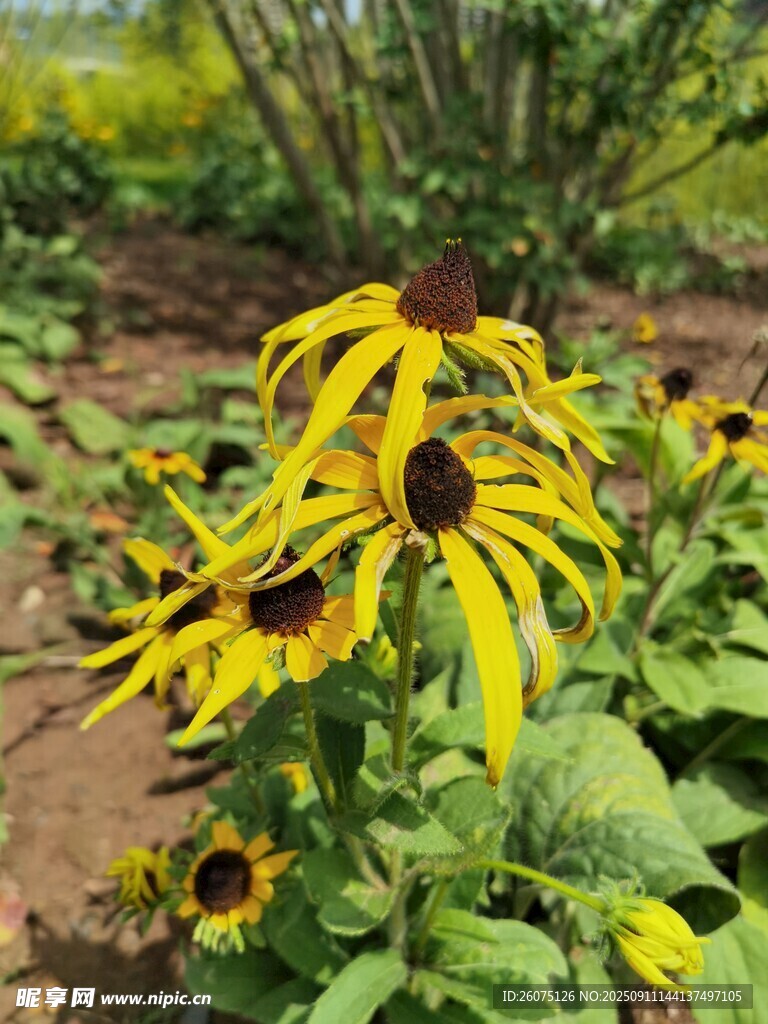 黄色黑心菊绽放于花园