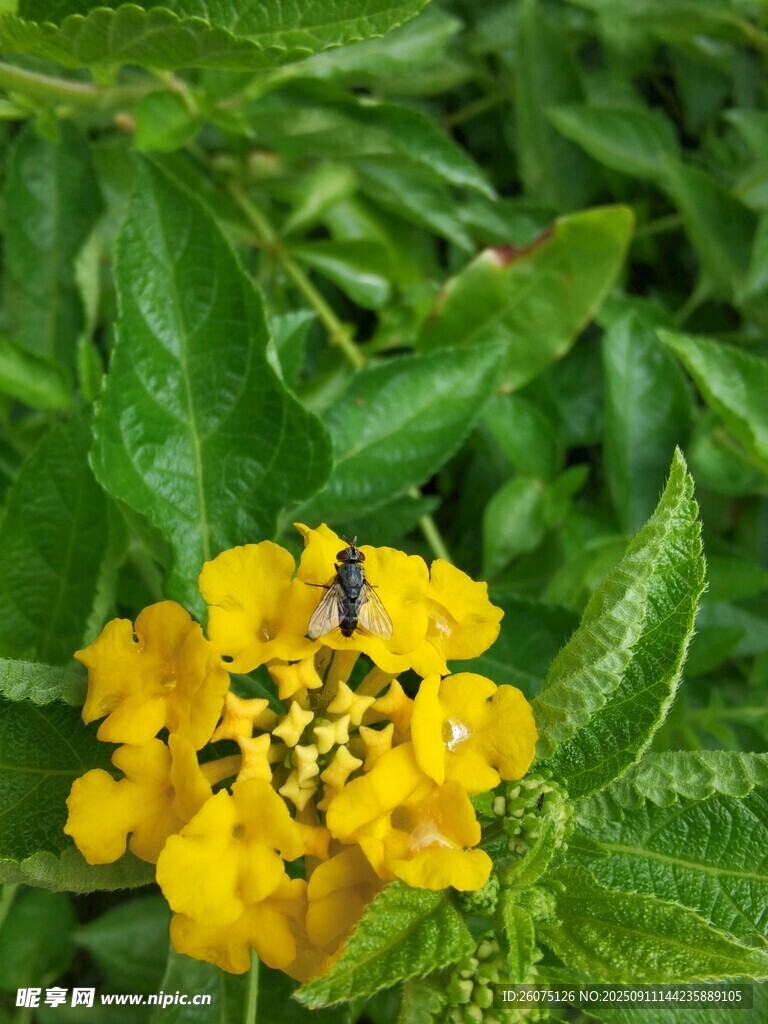 黄色小花上的紫色小昆虫