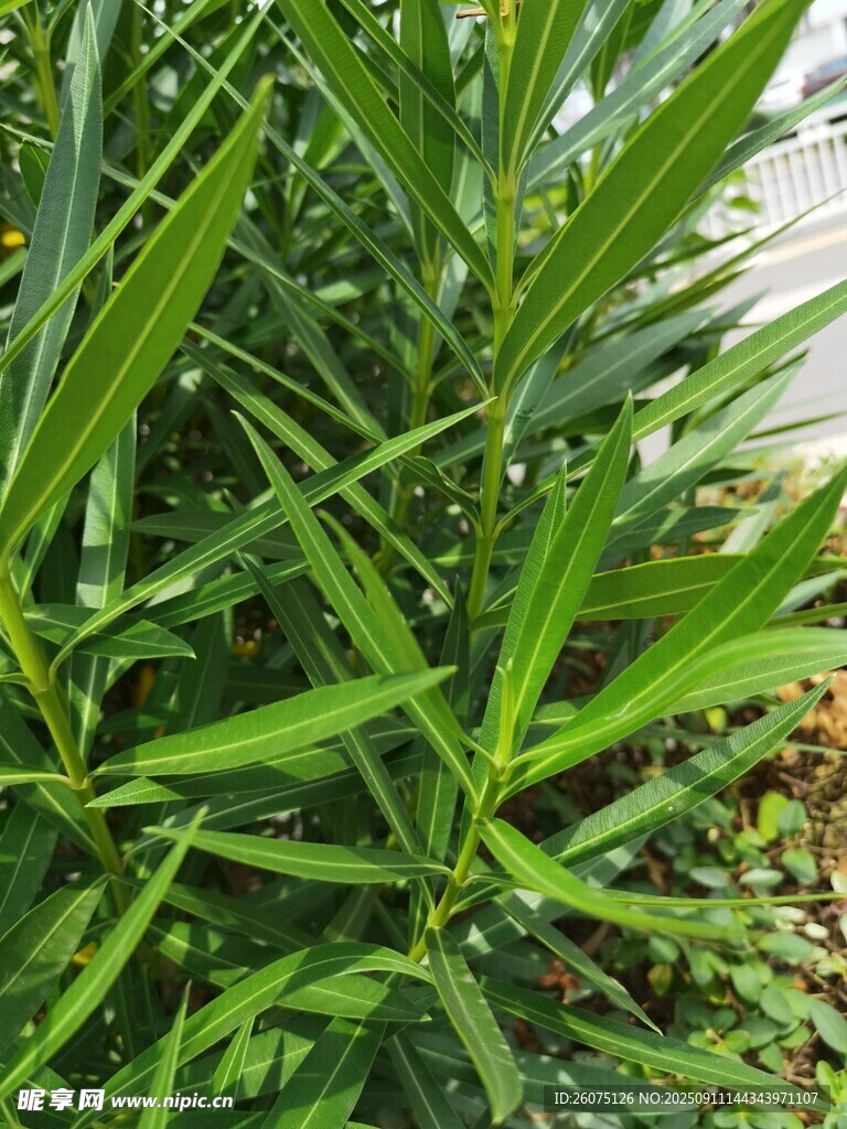 翠绿挺拔的竹类植物
