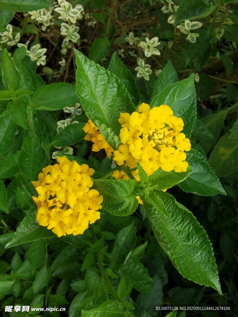 黄色小花绽放绿叶间