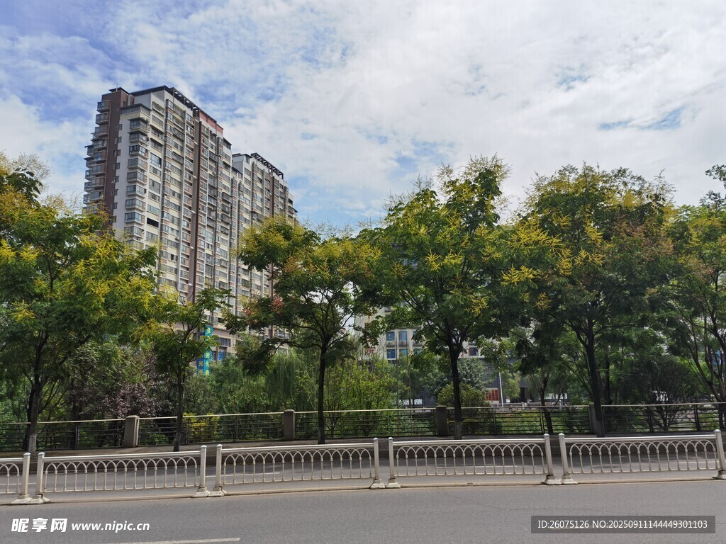 城市路旁高楼与绿树景观