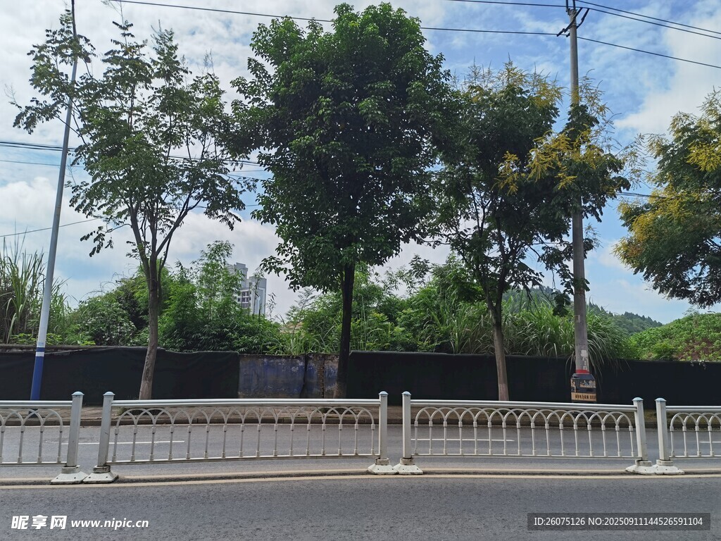 道路旁绿树与围栏景致