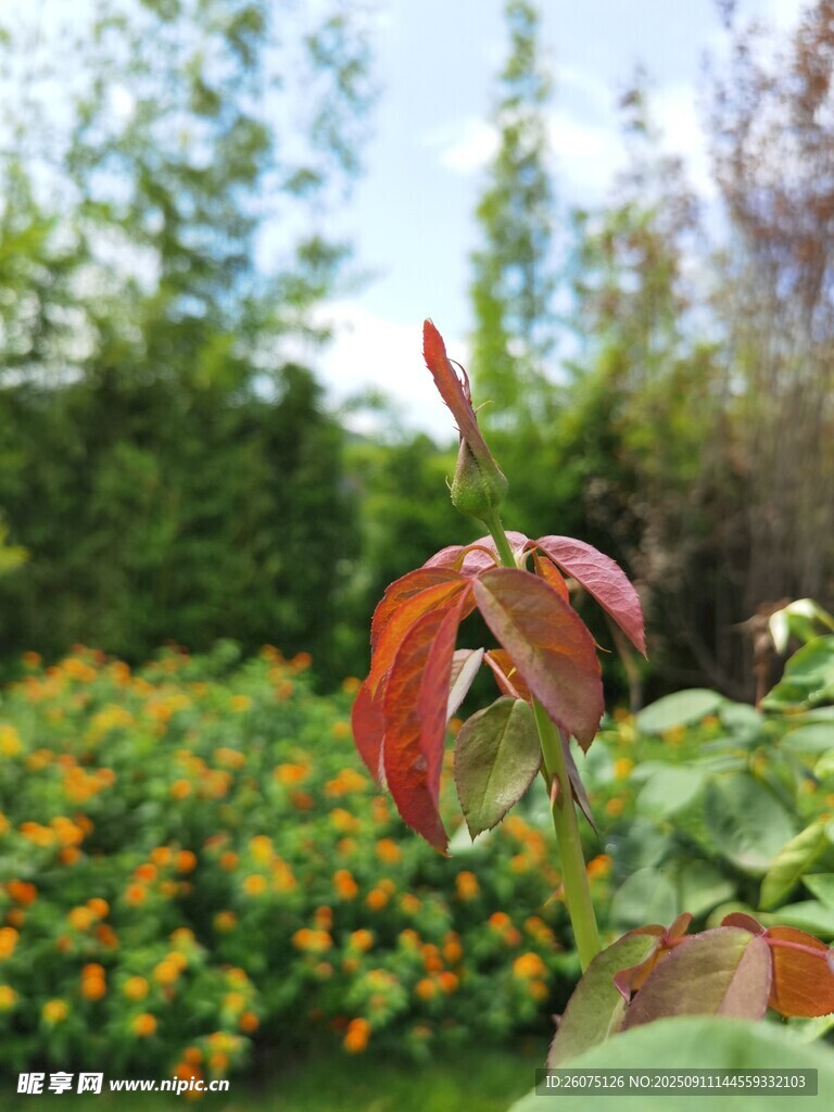 花园中的红叶绿植景致