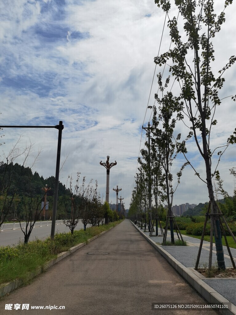 乡间林荫小道风景