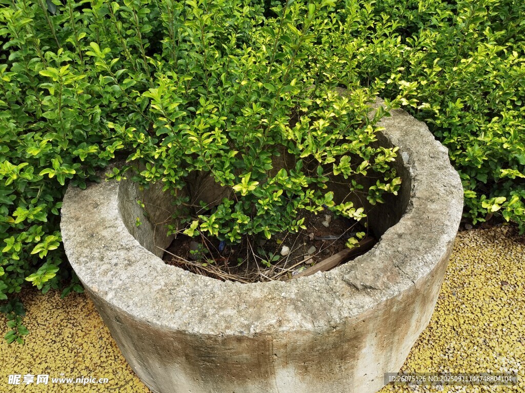 石盆中的翠绿植物