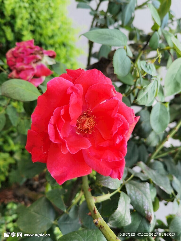 娇艳红玫瑰绽放于绿叶间