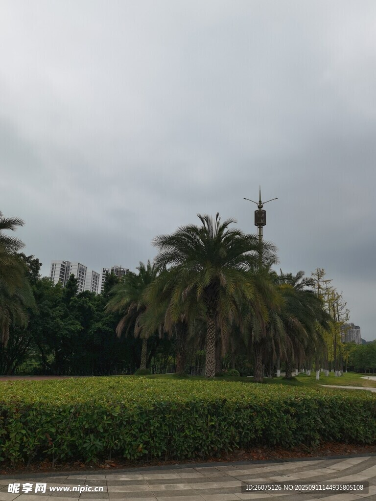 公园中的绿植与远处建筑