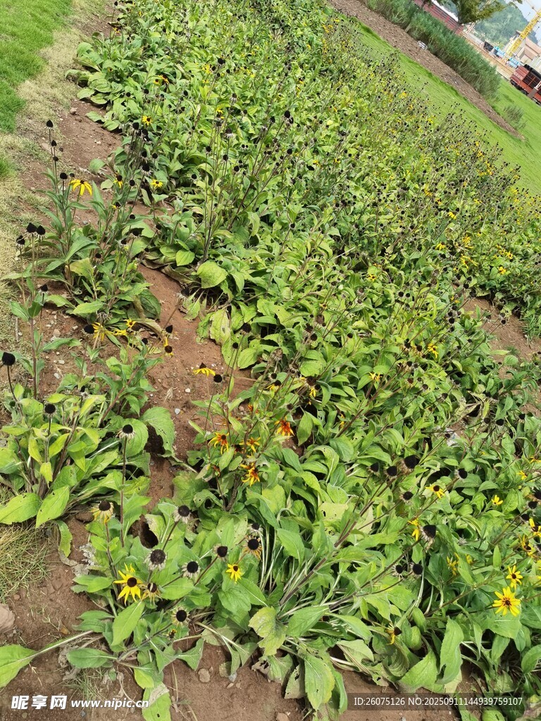 花田中的绿色菊花植株