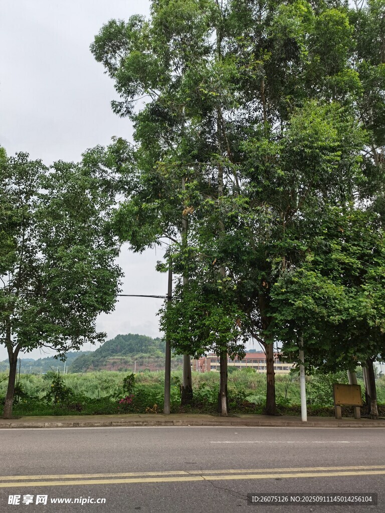 路边绿树成荫的风景