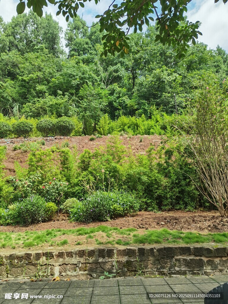 庭院绿植景观