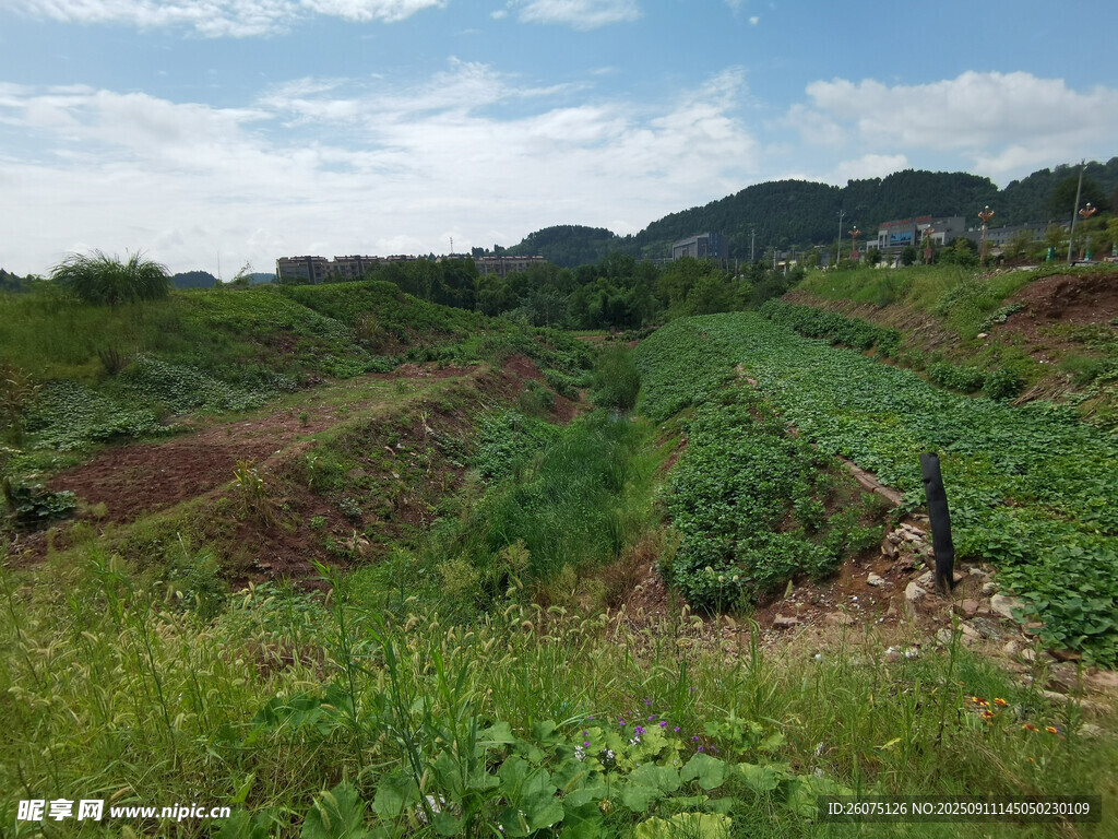 田园风光绿意盎然的田野