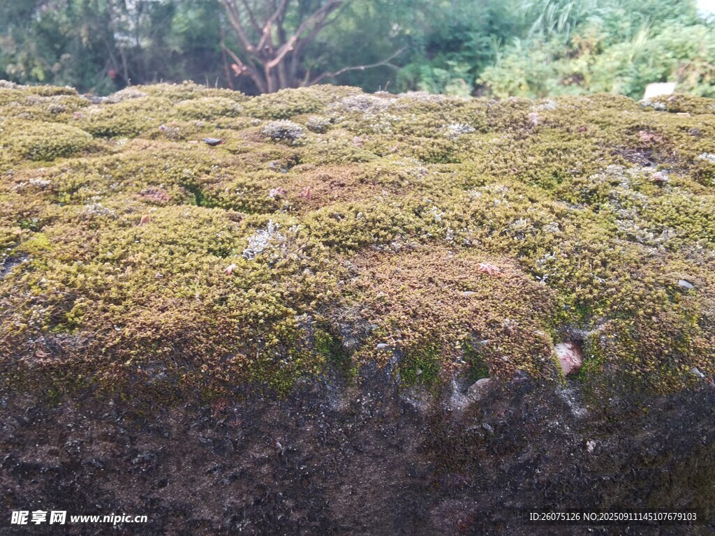 青苔覆盖的岩石景观