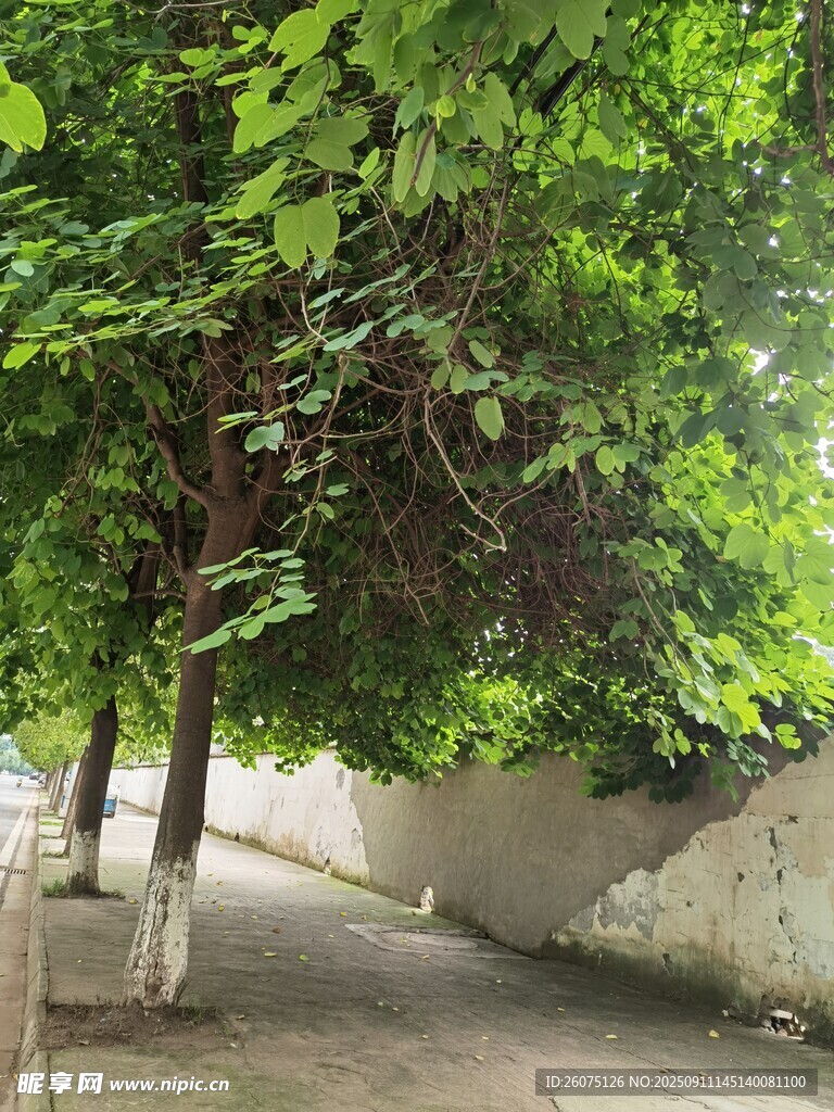 绿荫下的幽静小道