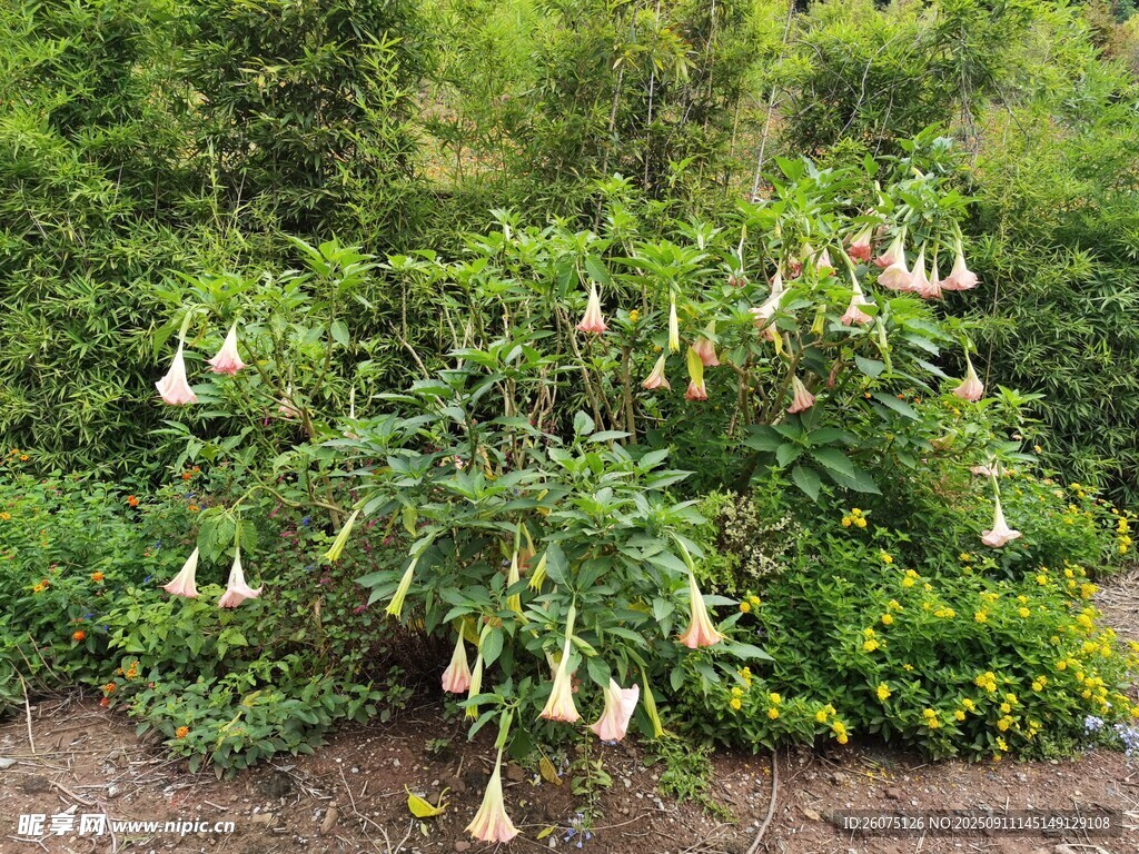 曼陀罗花绽放于绿植间