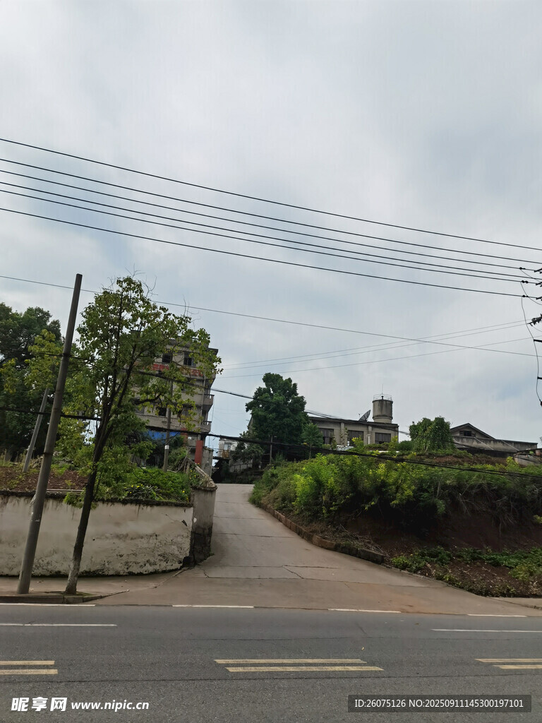 乡村小路旁的电线与绿树