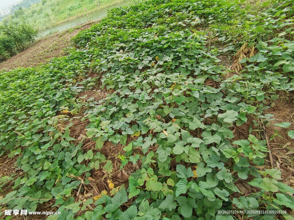 田间繁茂的绿色植物