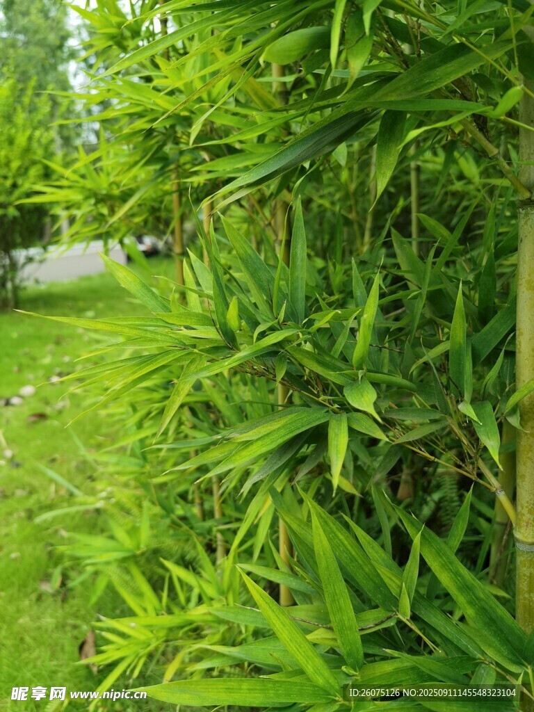 翠绿竹林中的清新景致