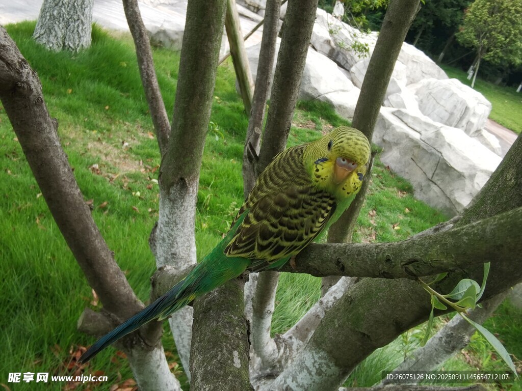 树枝上的黄绿鹦鹉