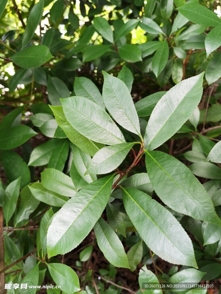 翠绿叶片特写
