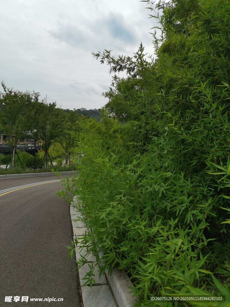 蜿蜒路旁绿意盎然的景致