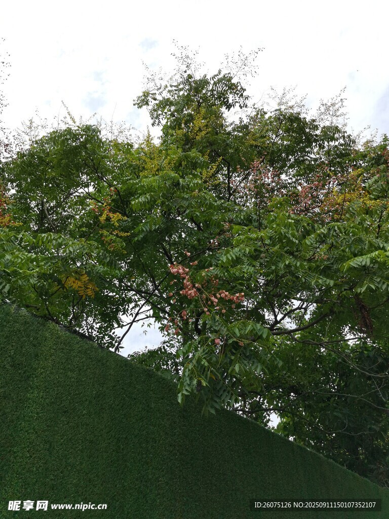 绿叶繁茂的生机树木