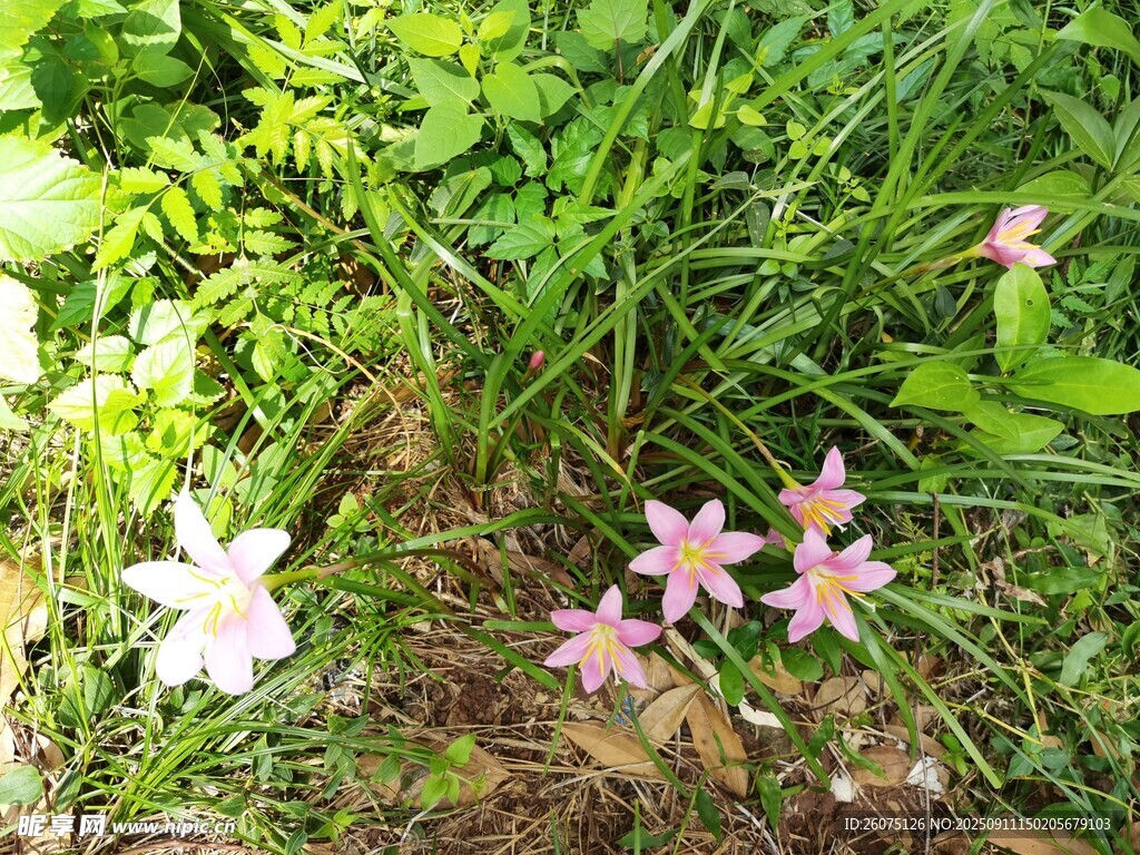 草丛中的娇艳小花