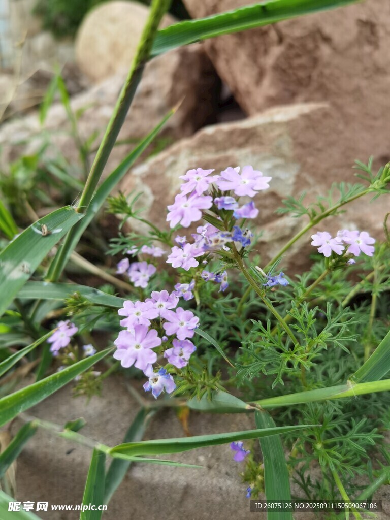 石缝间的淡紫色小花