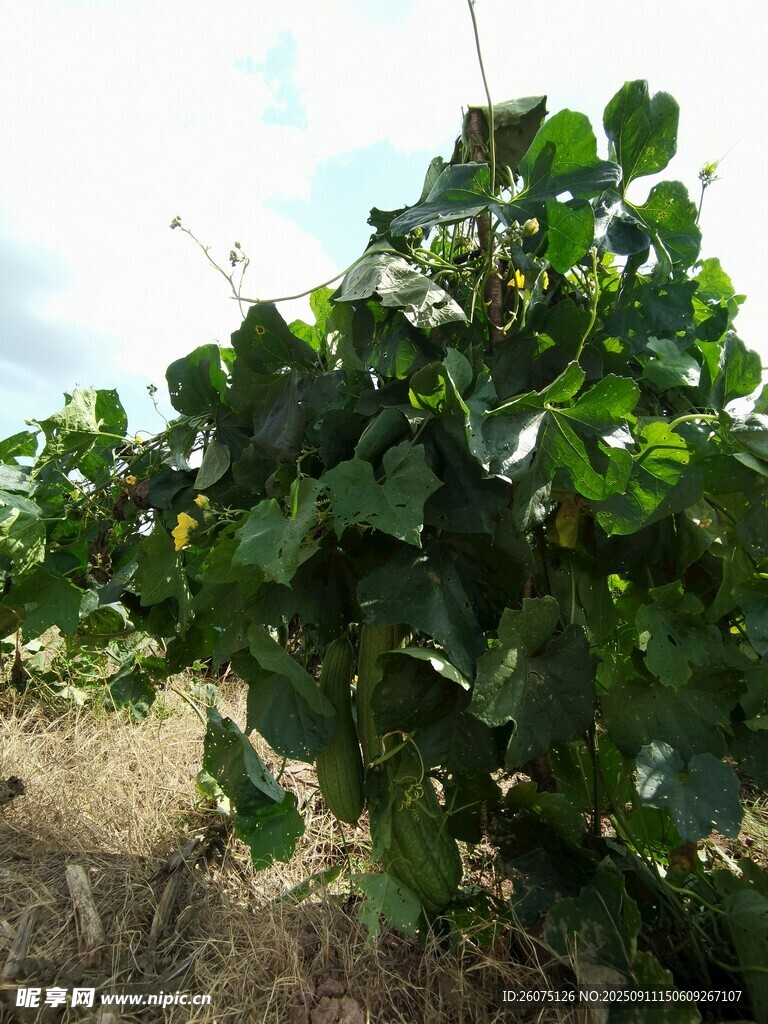 阳光下的繁茂绿叶植物