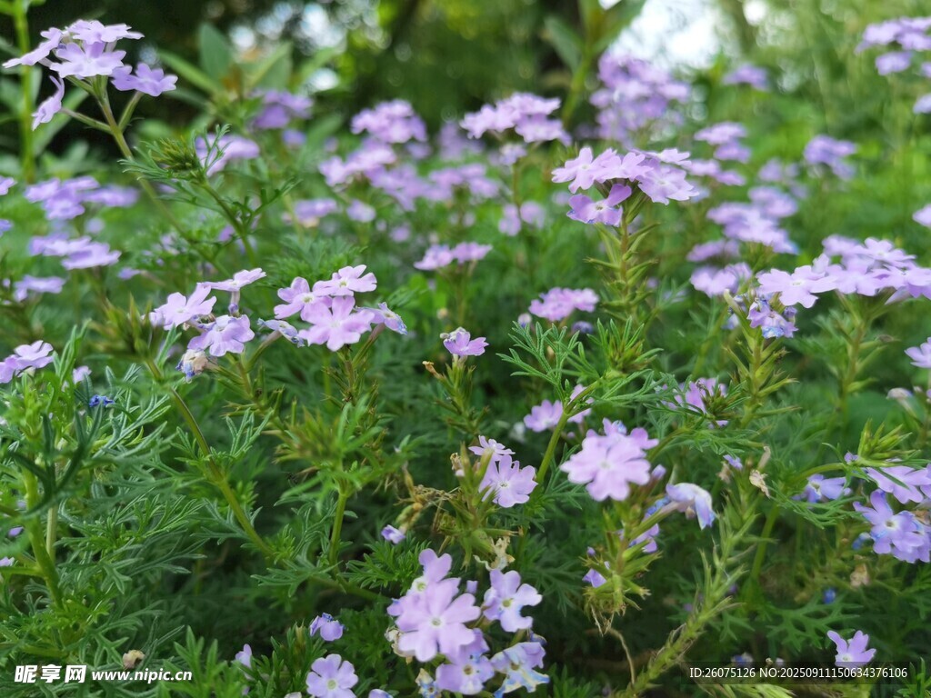 紫色小花绽放于绿意间