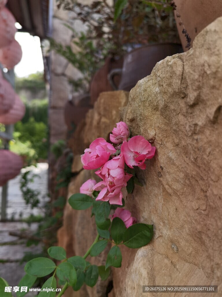 石缝中绽放的娇艳粉花
