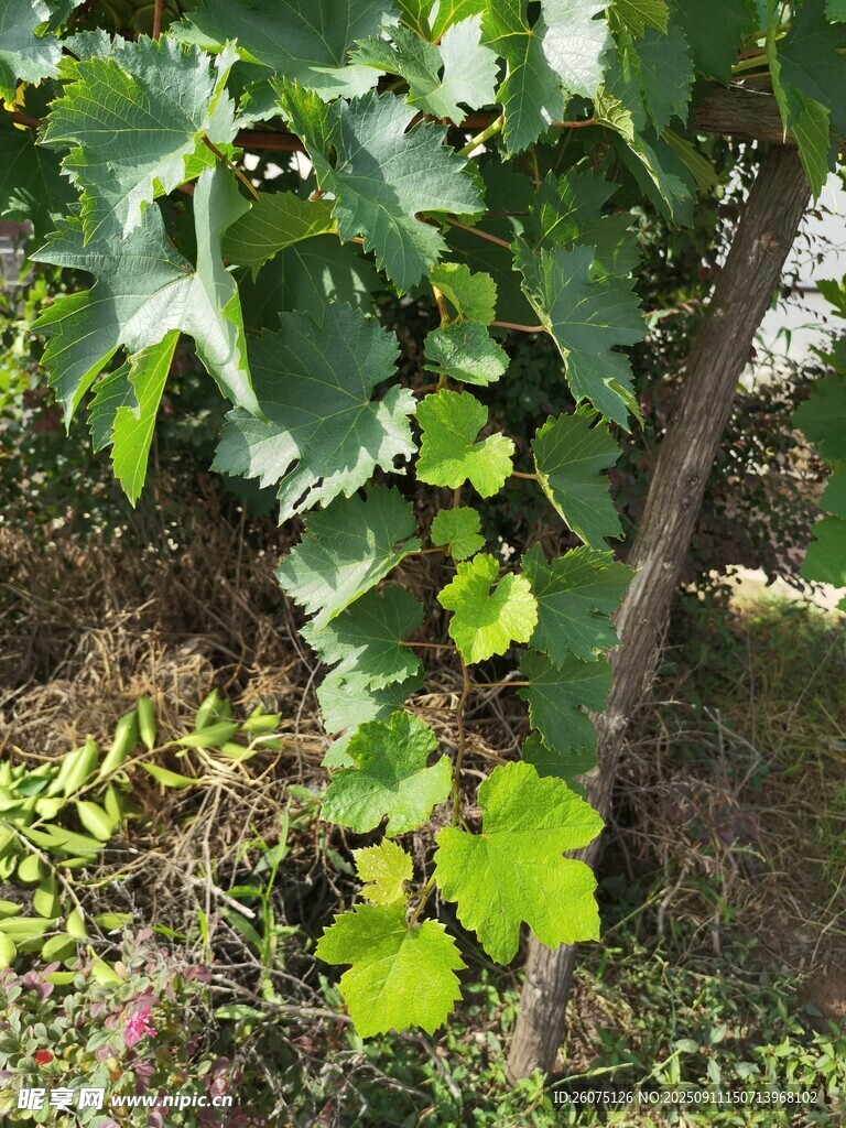 葡萄藤下的绿叶与杂草