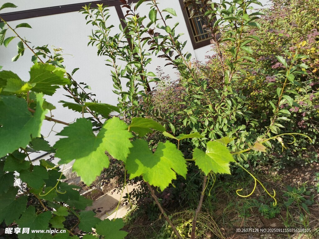 墙边绿植生机盎然
