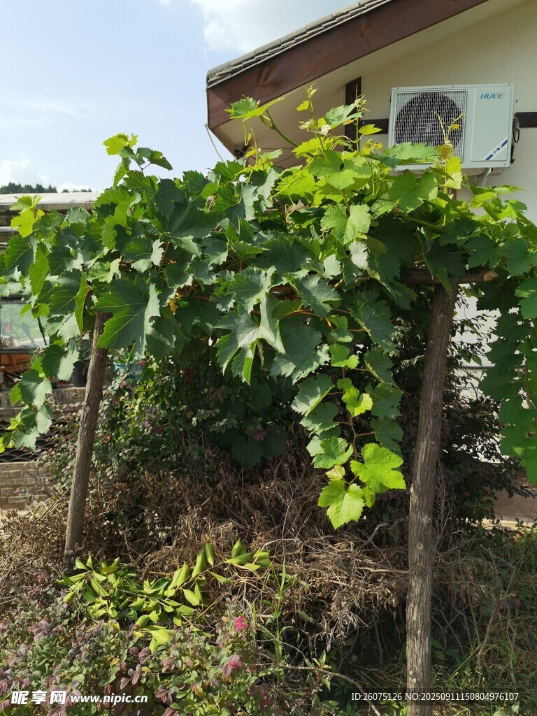 庭院中茂盛的攀爬植物