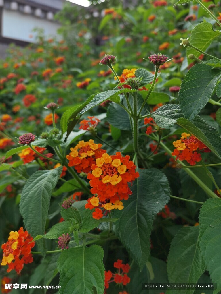 鲜艳橘色花朵与绿叶景致