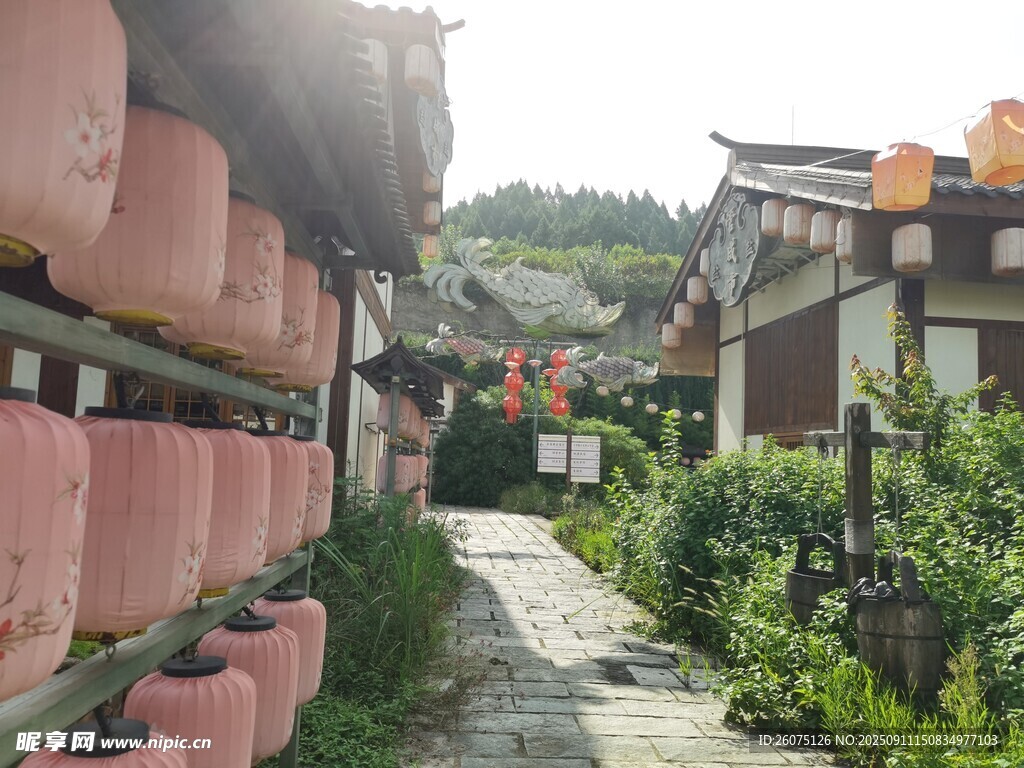 乡村小道旁的特色粉色灯笼