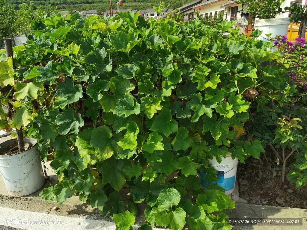 茂盛绿植盆栽