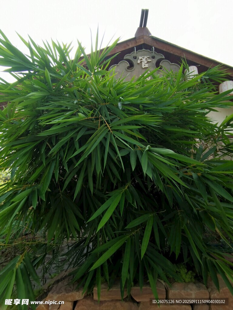 墙边繁茂绿植
