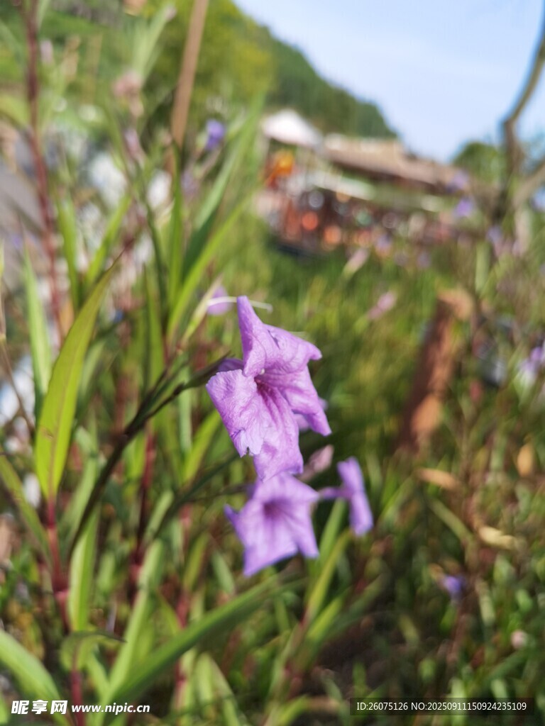 野外绽放的紫色美丽小花