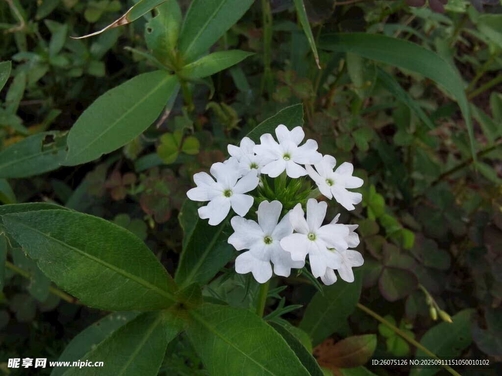 白色小花绽放于绿叶间