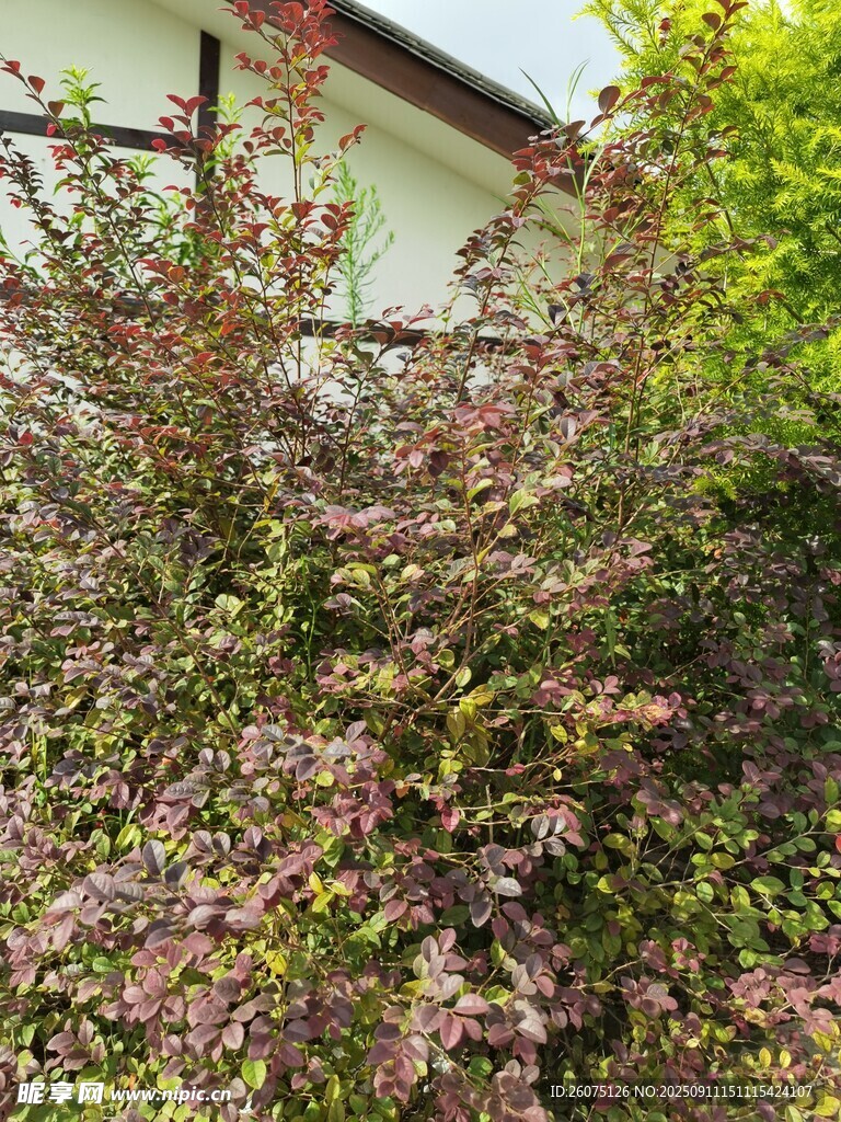庭院中繁茂的多彩灌木丛
