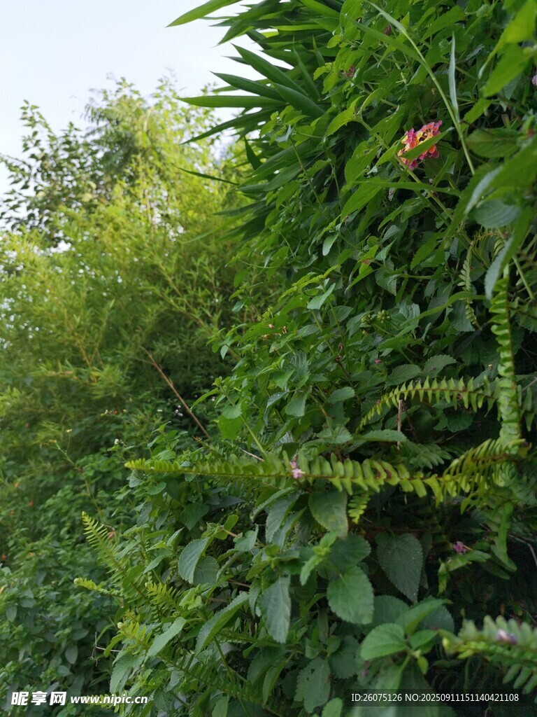 翠绿繁茂的绿植景观