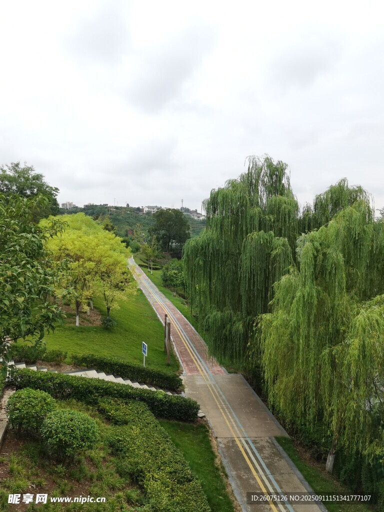 林间小道绿意盎然的景致