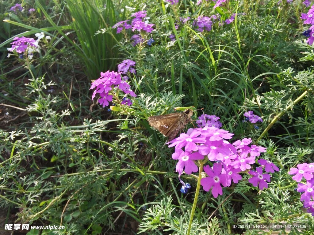 紫色繁花绽放于绿植间