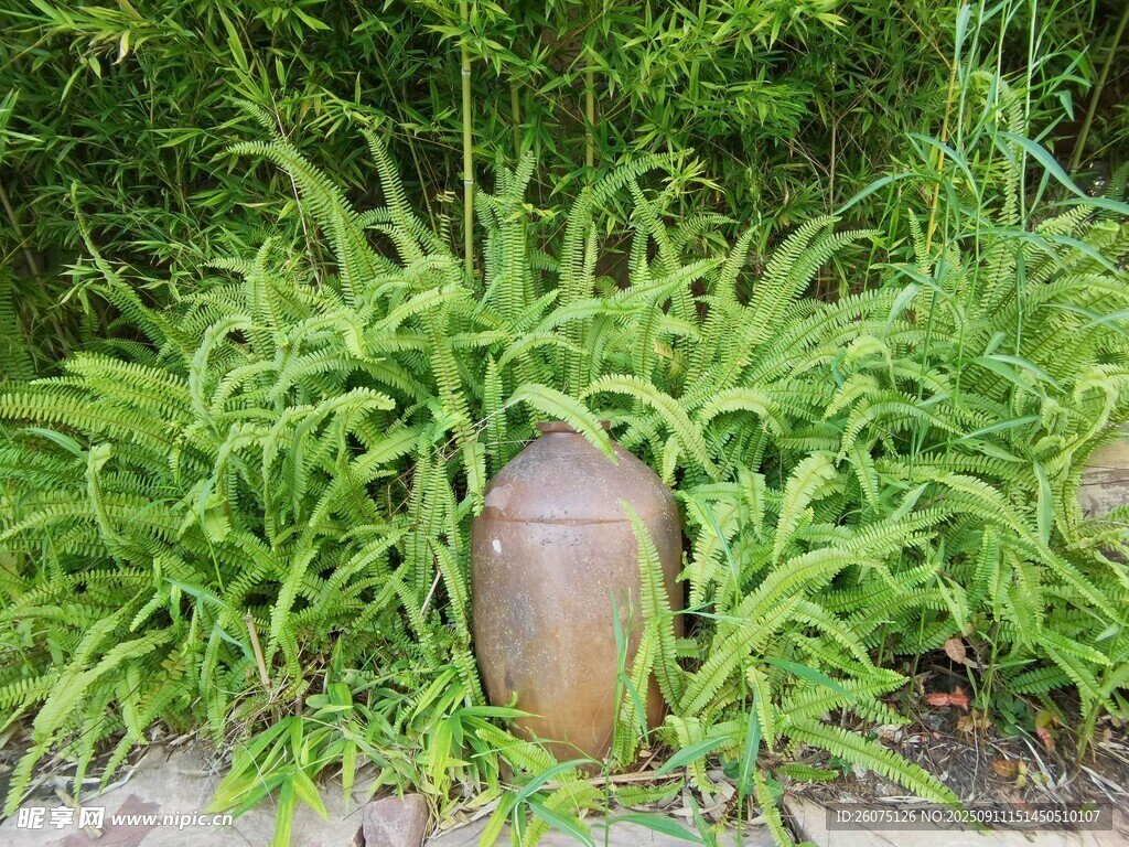 草丛中的古朴陶罐