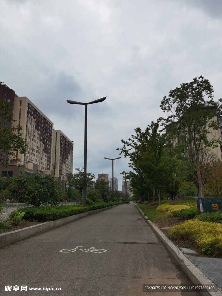 城市中宁静的林荫道路