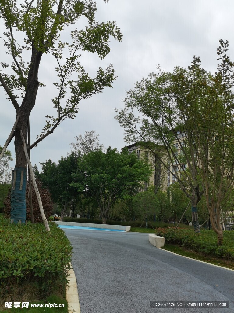 宁静的林荫小道景观