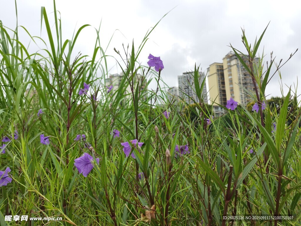 草丛中的紫色小花